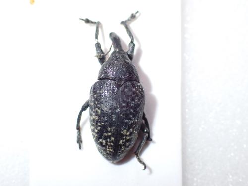 Réf. 322 784 : Larinus sp.